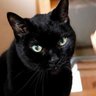arara's profile picture