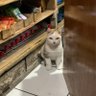 houji profil fotoğrafı