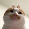 •́‸🥕ก profil fotoğrafı