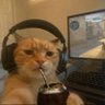Profilbild von kato
