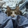 あめち🐱's profile picture