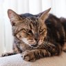 Profilbild von DigTheCataclysm