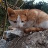 NITESH THAPA's profile picture