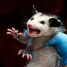 Profilbild von {High-Rat}