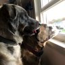 Janie's profile picture