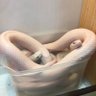 Фото профиля 幸せな白蛇🐍