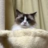 カズりん(アイコン変えてみた) 的头像