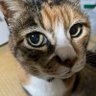 Profilbild von ねこぱんだ