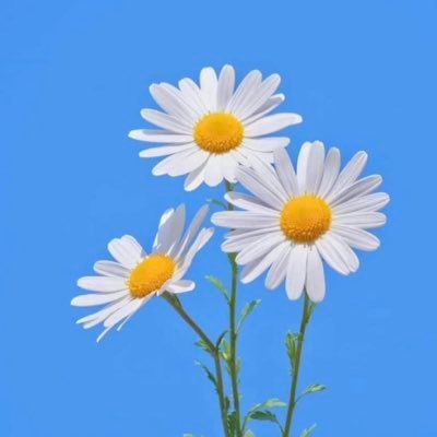 MzkBy's profile picture