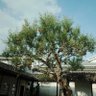 张's profile picture
