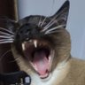 Profilbild von Giovana