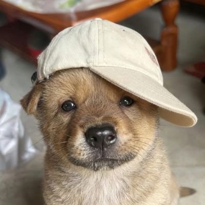 안댕's profile picture