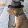 Luke Rodríguez profil fotoğrafı