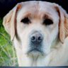 H.Nederlof 44664 profil fotoğrafı