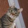 Profilbild von Rick the Cat