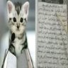 vahvah! profil fotoğrafı