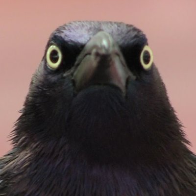 FinalRhal's profile picture