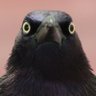 Rhal's profile picture