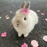 بهجه profil fotoğrafı