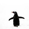 pengui profil fotoğrafı