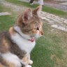 Profilbild von キャットウォーク
