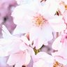 Фото профиля Natuki♪”