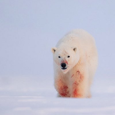 ripbrennus's profile picture