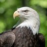 Eagle's profile picture