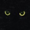 armand's profile picture
