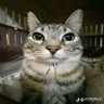 TIMON profil fotoğrafı