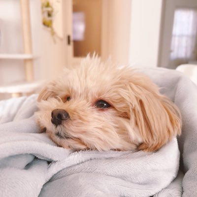 ojthon - アプリクリエイター's profile picture