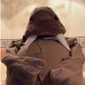 Profilbild von レイヴン(着ぐパ・風船垢)