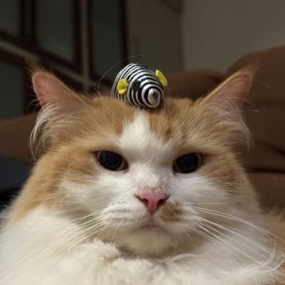 halo aku kucing's profile picture