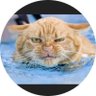 Profilbild von CATN