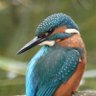 Ethelstan profil fotoğrafı