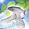 MrKillerFish's profile picture