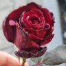 Profilbild von köylü güzeli54
