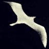 Jonathan Livingston 的头像