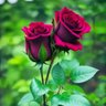 Waseem Afghan's profile picture