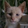 mad_cat's profile picture