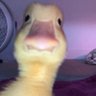 Hattan profil fotoğrafı