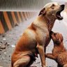Фото профиля 🐕🐱Rescate
