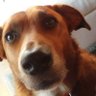 posttruthmonkey's profile picture