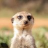 Profilbild von Mirket