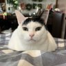 ねこきゅう@6.4キロ→6.0キロ→5.8キロ→8.1キロ→7.0キロ 的头像
