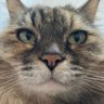 ハル🌱 profil fotoğrafı