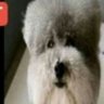 Profilbild von HammyWhammy