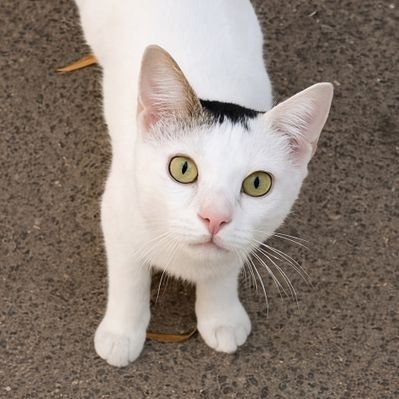 I feed stray cats every day's profile picture