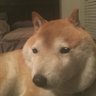 三段腹忍者 profil fotoğrafı