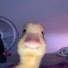 duck's profile picture